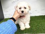 Bebeğim Maltese