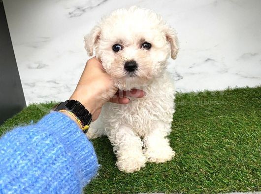 Bebeğim Maltese görsel