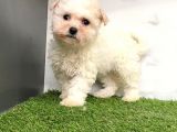 Bebeğim maltese
