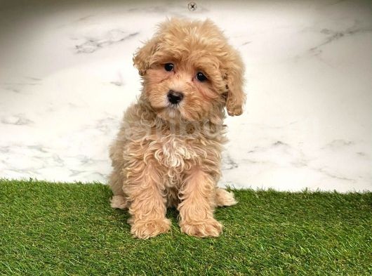 Bebeğim Maltese görsel