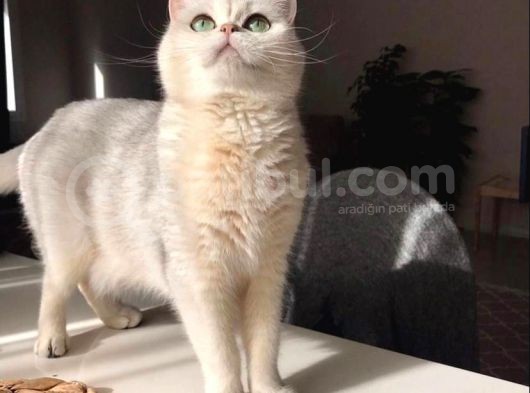 Scr Belgeli Damızlık Dişiler