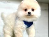 Oyuncu Pomeranian