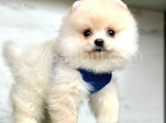 Oyuncu Pomeranian görsel