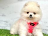 Oyuncu Pomeranian