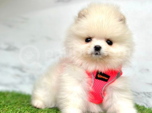 Oyuncu Pomeranian görsel