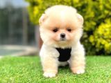 Oyuncu pomeranian
