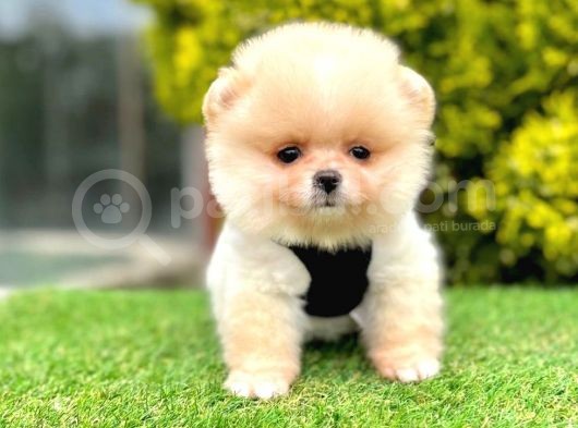 Oyuncu Pomeranian