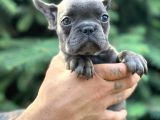 Türkiyenin En Güzel Buldog Yavruları