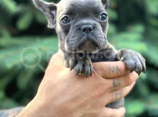 Türkiyenin En Güzel Buldog Yavruları görsel