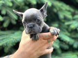Türkiyenin En Güzel Buldog Yavruları