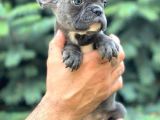 Türkiyenin En Güzel Buldog Yavruları