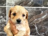 MALTİPO CİNSİ 