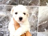 MALTESSE TERRİER  
