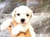 MALTESSE TERRİER  