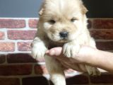 Chow Chow Yavrularimiz