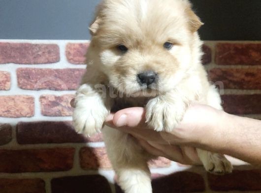 Chow Chow Yavrularimiz görsel