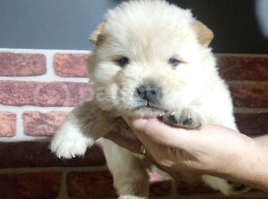 Chow Chow Yavrularimiz görsel