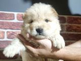 Chow Chow Yavrularimiz