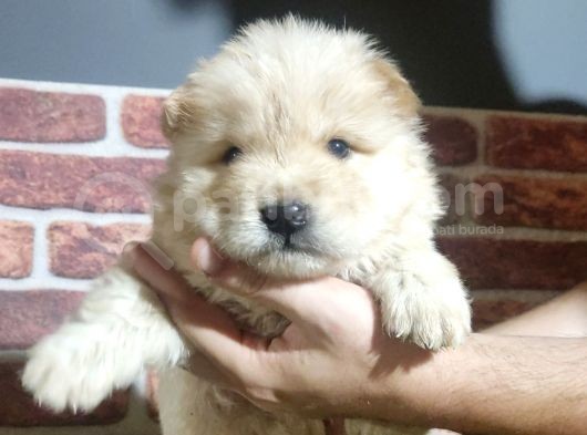 Chow Chow Yavrularimiz görsel