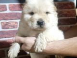Chow Chow Yavrularimiz