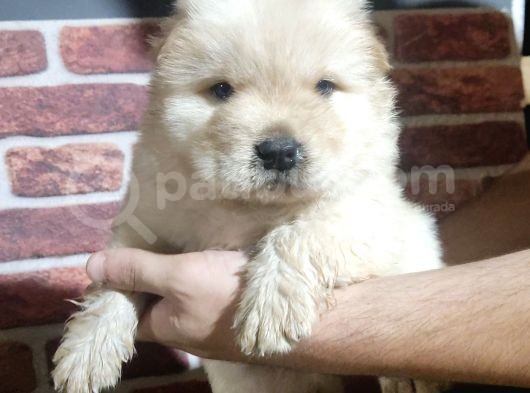 Chow Chow Yavrularimiz görsel