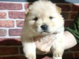 CHOW CHOW YAVRULARIMIZ