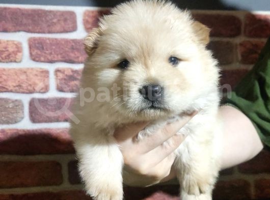 Chow Chow Yavrularimiz