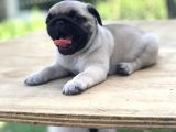 A Kali̇te Pug Mops Bebekler