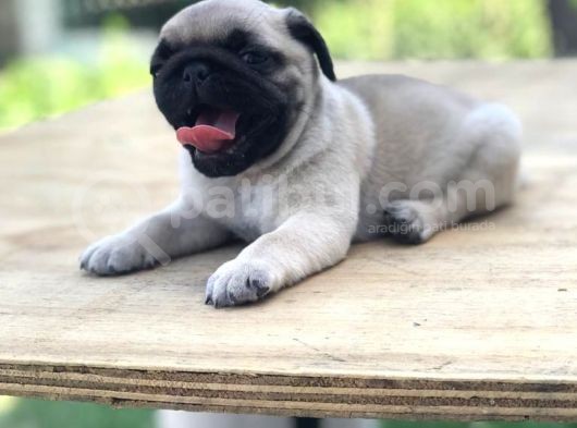 A Kali̇te Pug Mops Bebekler görsel