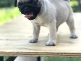 A Kali̇te Pug Mops Bebekler