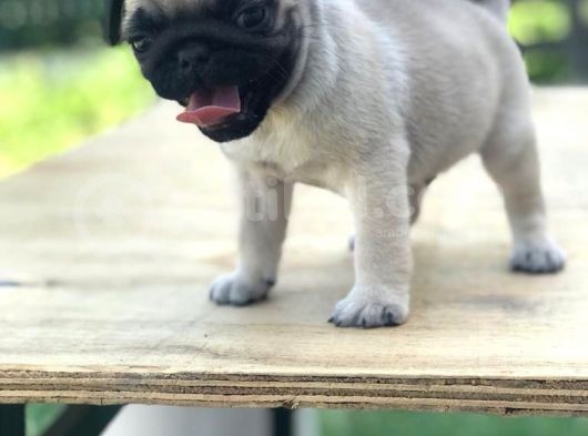 A Kali̇te Pug Mops Bebekler görsel
