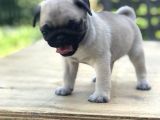 A Kali̇te Pug Mops Bebekler