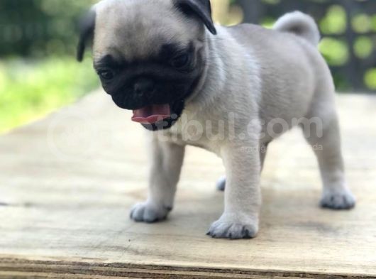 A Kali̇te Pug Mops Bebekler görsel