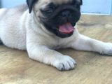 A Kali̇te Pug Mops Bebekler