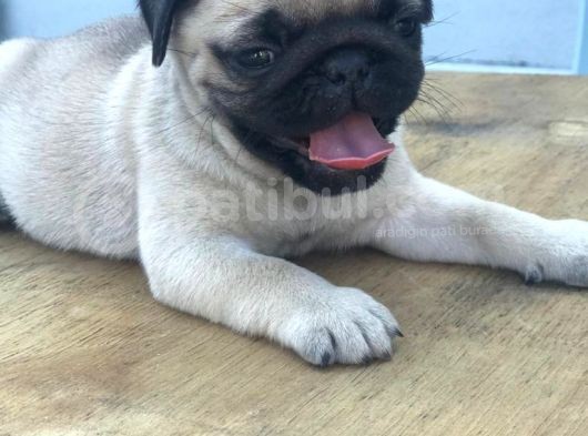 A Kali̇te Pug Mops Bebekler görsel