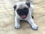 A KALİTE PUG MOPS BEBEKLER