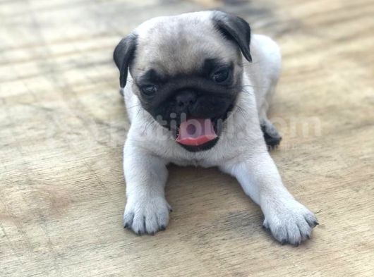 A Kali̇te Pug Mops Bebekler