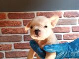 French Buldog Klasi̇k Ve Korsan Yavrular