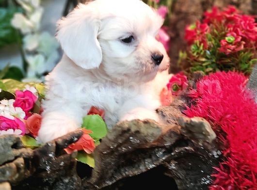 Pamuk Maltese Sıfır Numara görsel
