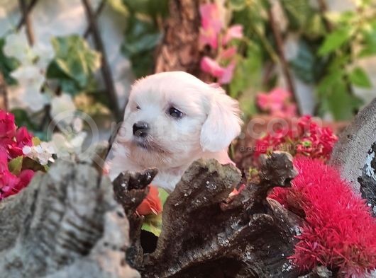 Pamuk Maltese Sıfır Numara görsel