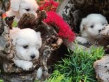 Pamuk Maltese Sıfır Numara