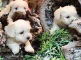 Pamuk Maltese Sıfır Numara