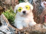 Pamuk maltese sıfır numara