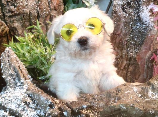 Pamuk Maltese Sıfır Numara
