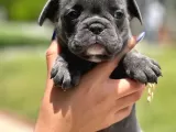Babi