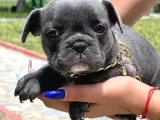 Babi