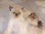 Tam Safkan Ayi Kafa British Blue Point