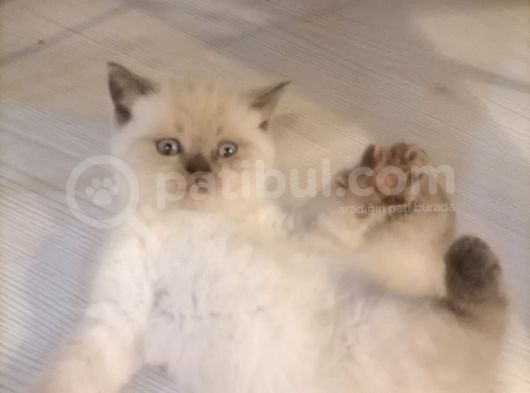 Tam Safkan Ayi Kafa British Blue Point görsel