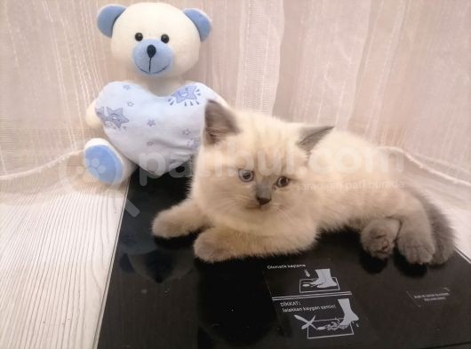 Tam Safkan Ayi Kafa British Blue Point görsel