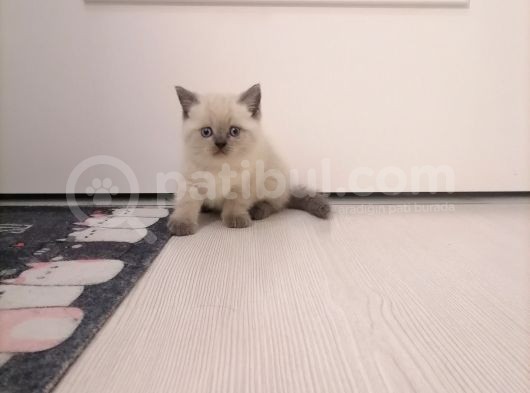 Tam Safkan Ayi Kafa British Blue Point görsel
